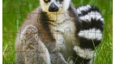 colorful ring-tailed mammals of asia