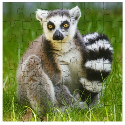 colorful ring-tailed mammals of asia